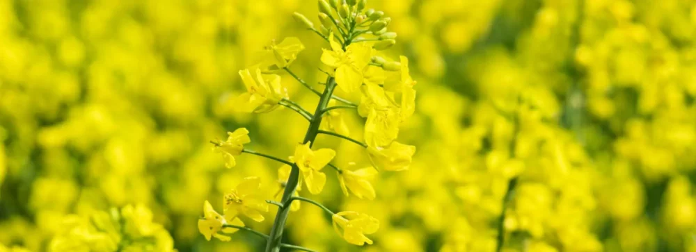 rynek rzepaku gliceryna surowce chemiczne centro-chem