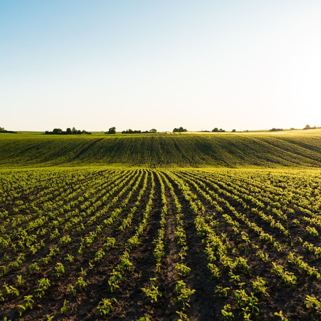 monoammonium-phosphate in agriculture