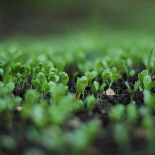 EDTA acid in agriculture