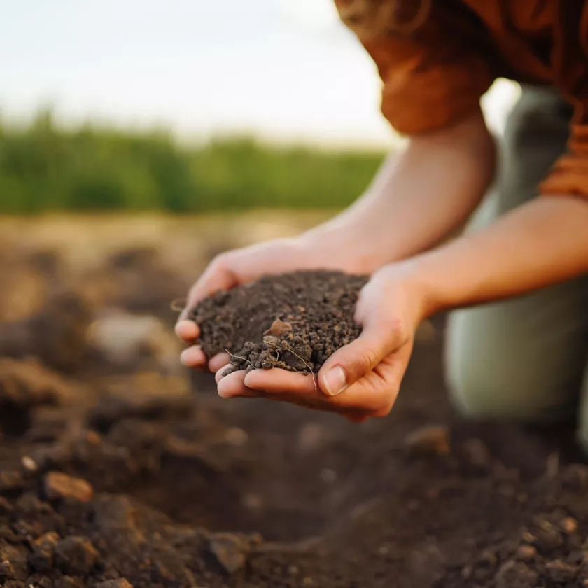 triethanoloamine improves soil pH