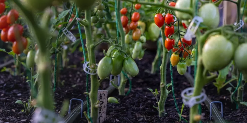 saletra wapniowa do pomidorów